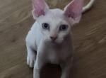 Pirate - Devon Rex Kitten For Sale - Des Plaines&comma; IL&comma; US