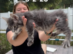 Blue and White Tabby - Maine Coon Cat For Sale - 