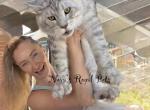 Polydactyl  Sire services - Maine Coon Kitten For Sale - Jacksonville&comma; FL&comma; US