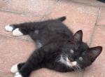Zorro - Domestic Kitten For Adoption - 