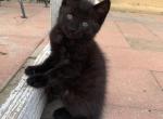 Bagheera - Domestic Kitten For Adoption - 