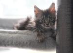 beanie baby - Maine Coon Kitten For Sale - Cape Coral&comma; FL&comma; US