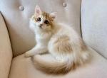 British Longhair Bicolor Female - British Shorthair Kitten For Sale - 