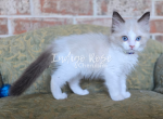 Cupcake - Ragdoll Kitten For Sale - Blanchard&comma; OK&comma; US