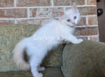 Kazoo - Ragdoll Kitten For Sale - Blanchard&comma; OK&comma; US