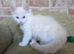 Glower - Ragdoll Kitten For Sale - Blanchard&comma; OK&comma; US