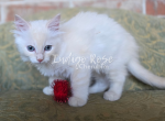 Daggers - Ragdoll Kitten For Sale - Blanchard&comma; OK&comma; US