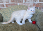 Mug - Ragdoll Kitten For Sale - 