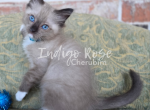 Glare - Ragdoll Kitten For Sale - 