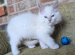 Deadpan - Ragdoll Kitten For Sale - 