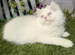 CFA male Persian kitten - Persian Kitten For Sale - 