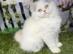 CFA male Persian kitten - Persian Kitten For Sale - St&period; Joseph&comma; MI&comma; US