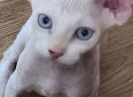 Pirate - Sphynx Kitten For Sale - 