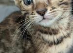 Copper - Bengal Kitten For Sale - 