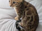 Sapphire - Bengal Kitten For Sale - 