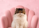 Baby - Persian Cat For Sale - Duluth&comma; GA&comma; US