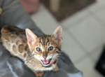 Sterling - Bengal Kitten For Sale - Holmes&comma; NY&comma; US