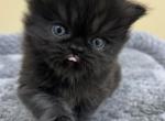 Teddy - Persian Kitten For Sale - Myakka City&comma; FL&comma; US
