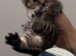 Foxy litter - Scottish Fold Kitten For Sale - Bronx&comma; NY&comma; US