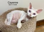 Cayenne - Devon Rex Kitten For Sale - Fleetwood&comma; NC&comma; US