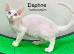 Daphne - Devon Rex Kitten For Sale - 