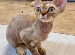 Vivianne - Devon Rex Kitten For Sale - 