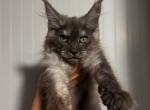 Bliss - Maine Coon Kitten For Sale - 