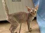 Marion - Devon Rex Kitten For Sale - 