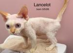 Lancelot - Devon Rex Kitten For Sale - Fleetwood&comma; NC&comma; US