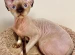 Pablano - Devon Rex Kitten For Sale - Fleetwood&comma; NC&comma; US
