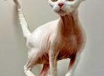 Basil - Devon Rex Kitten For Sale - Fleetwood&comma; NC&comma; US