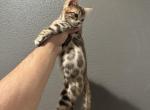 Kai - Bengal Kitten For Sale - Palmdale&comma; CA&comma; US