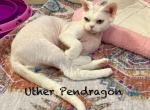 Uther Pendragon - Devon Rex Cat For Sale - Fleetwood&comma; NC&comma; US