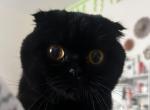 Black Scottish Fold - Scottish Fold Cat For Sale - 