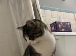 April - American Wirehair Cat For Sale - Columbus&comma; OH&comma; US