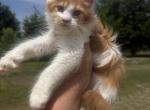Luna polydactyl - Maine Coon Kitten For Sale - 