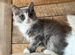 Esther Baby 01 - Siberian Kitten For Sale - Annandale&comma; NJ&comma; US