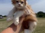 Daria polydactyl - Maine Coon Kitten For Sale - 