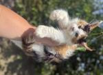 Gia polydactyl - Maine Coon Kitten For Sale - Locust Grove&comma; OK&comma; US