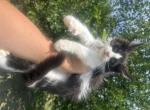 Newton polydactyl - Maine Coon Kitten For Sale - 