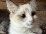 Esther Baby 02 - Siberian Kitten For Sale - 