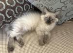Seal point - Himalayan Kitten For Sale - Annandale&comma; VA&comma; US
