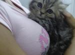 Marvelous Kitties - Ragdoll Kitten For Sale - Redford Twp&comma; MI&comma; US