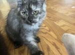 Polydactyl kittys - Maine Coon Kitten For Sale - Peabody&comma; MA&comma; US