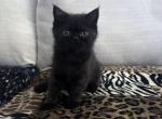 Cocoa is a Lovely Female Black Ghost Tabby - Exotic Kitten For Adoption - 