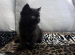 Cocoa is a Lovely Female Black Ghost Tabby - Exotic Kitten For Adoption - 