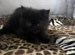 Jack Pumpkin is a Sweet Solid Black Persian Exotic - Exotic Kitten For Adoption - 