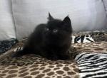 Jack Pumpkin is a Sweet Solid Black Persian Exotic - Exotic Kitten For Adoption - 