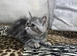 Ace is a Beautiful Silver Tabby - Exotic Kitten For Sale - 