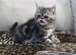 Ace is a Beautiful Silver Tabby - Exotic Kitten For Sale - 